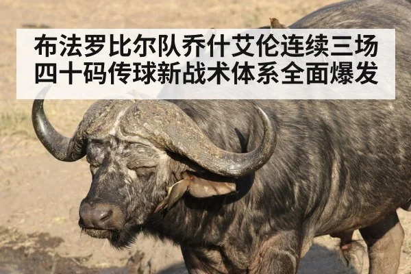 布法罗比尔队乔什艾伦连续三场四十码传球新战术体系全面爆发